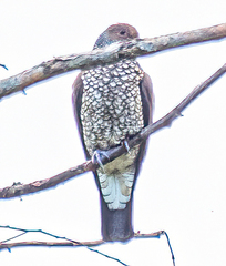 Patagioenas speciosa