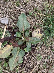 Rumex obtusifolius