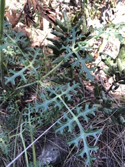 Lomatium utriculatum