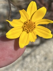 Bidens cabopulmensis