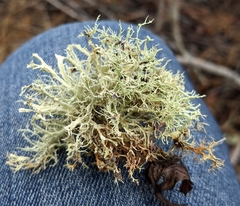 Ramalina willeyi