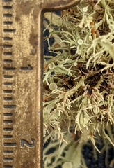 Ramalina willeyi