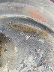 Palaemon paludosus