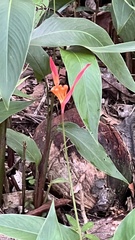 Heliconia psittacorum