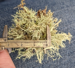Ramalina willeyi