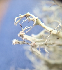 Ramalina willeyi