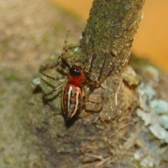 Alpaida leucogramma