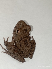 Oreobates quixensis