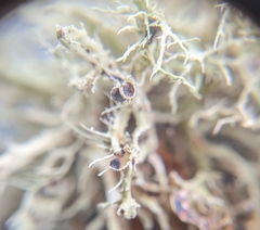 Ramalina willeyi