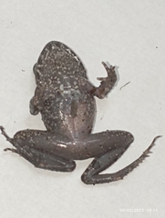 Oreobates quixensis