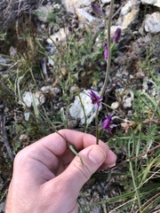 Streptanthus glandulosus glandulosus