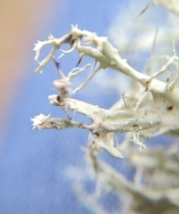 Ramalina willeyi