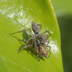 Saitis variegatus