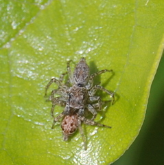 Saitis variegatus