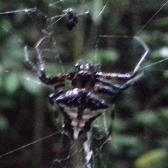 Verrucosa scapofracta