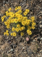 Erigeron linearis