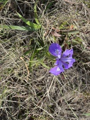 Iris douglasiana