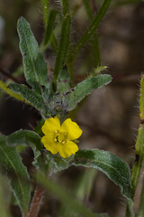 Camissoniopsis micrantha