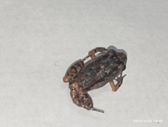 Adenomera hylaedactyla