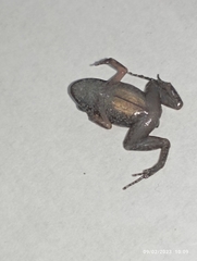 Adenomera hylaedactyla