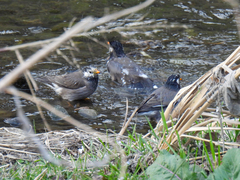 Spodiopsar cineraceus