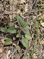 Clarkia unguiculata