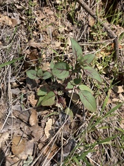 Clarkia unguiculata