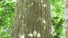 Calophyllum longifolium