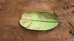 Calophyllum longifolium