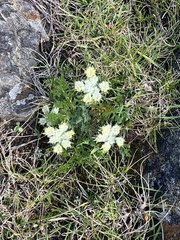 Lomatium dasycarpum