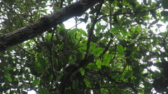 Calophyllum longifolium