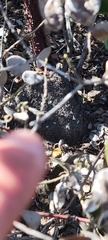Arctostaphylos tomentosa
