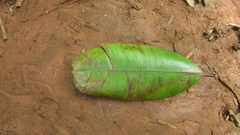 Calophyllum longifolium
