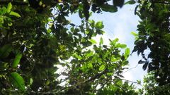 Calophyllum longifolium