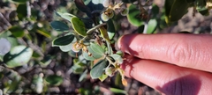 Arctostaphylos tomentosa