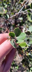 Arctostaphylos tomentosa