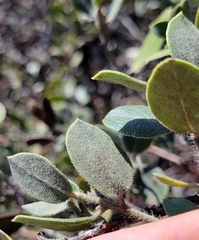 Arctostaphylos tomentosa