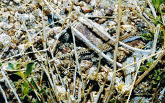 Acanthodactylus boskianus