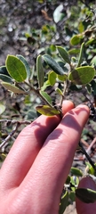 Arctostaphylos tomentosa