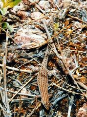 Acanthodactylus boskianus