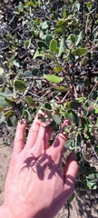Arctostaphylos tomentosa