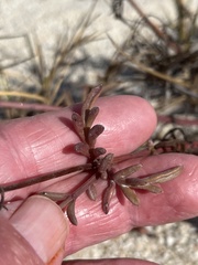 Bidens cabopulmensis