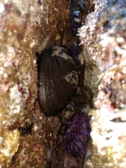 Haliotis cracherodii