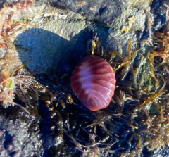 Pseudopusula californiana