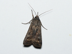 Agrotis infusa