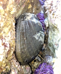 Haliotis cracherodii