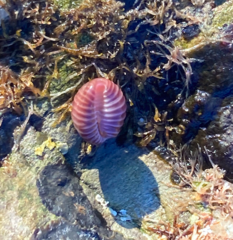 Pseudopusula californiana