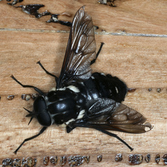 Triclista guttata