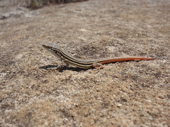 Pedioplanis burchelli