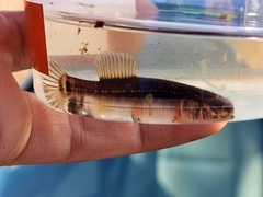 Umbra pygmaea